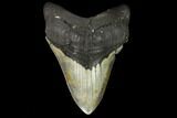 Fossil Megalodon Tooth - North Carolina #124952-1